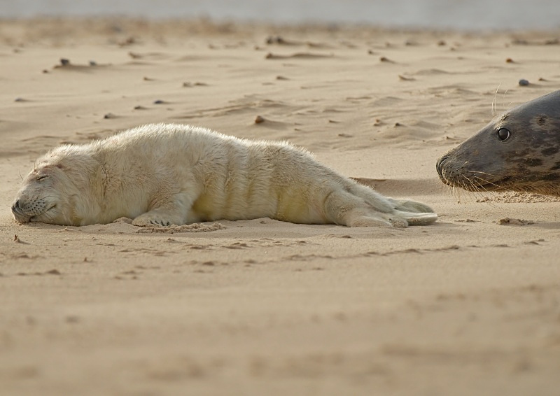24 - Grey Seal