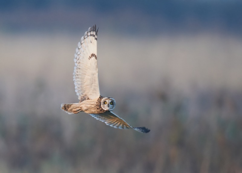 23 - Short-eared Owl