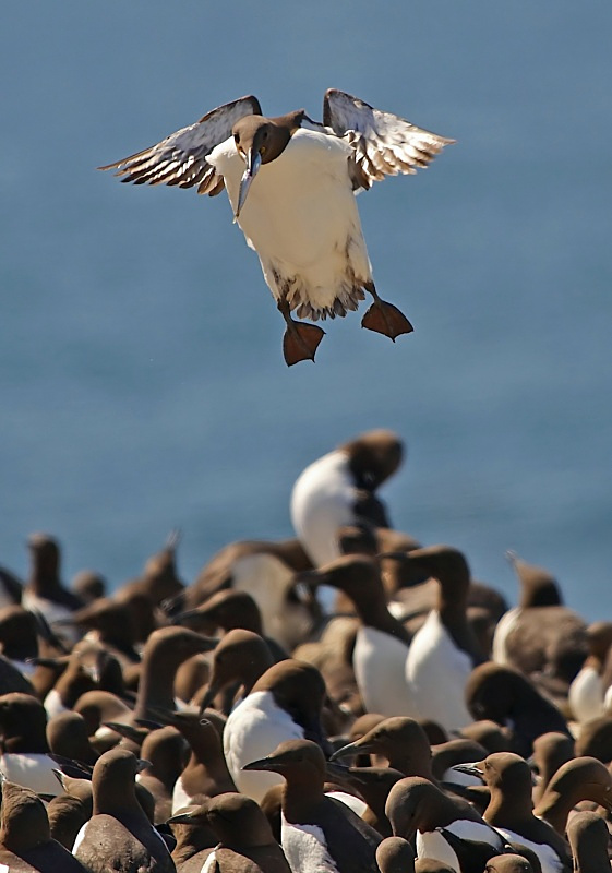 14 - Guillemot