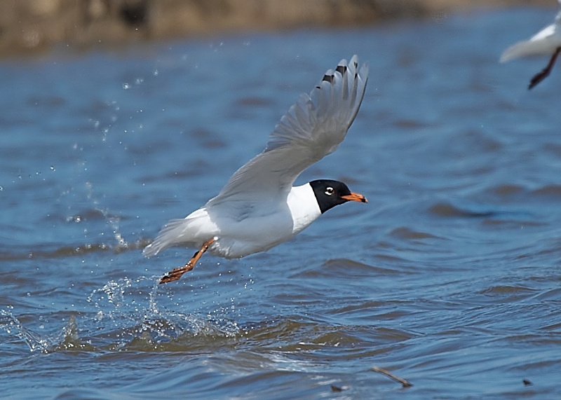 12 - Mediterranean Gull