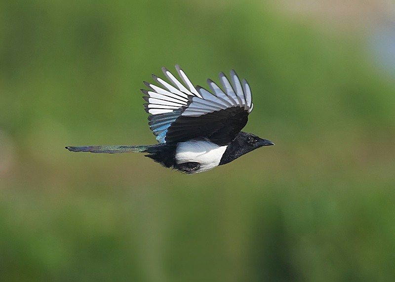 1 - Magpie