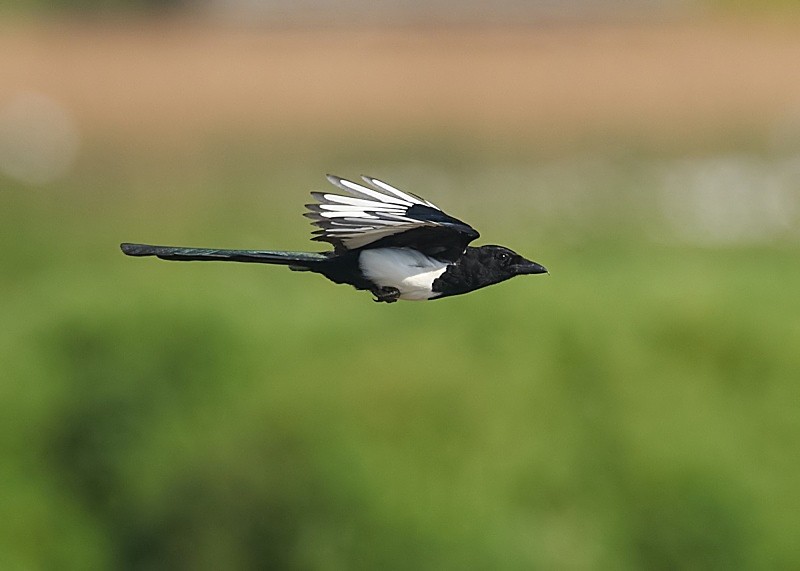 3 - Magpie