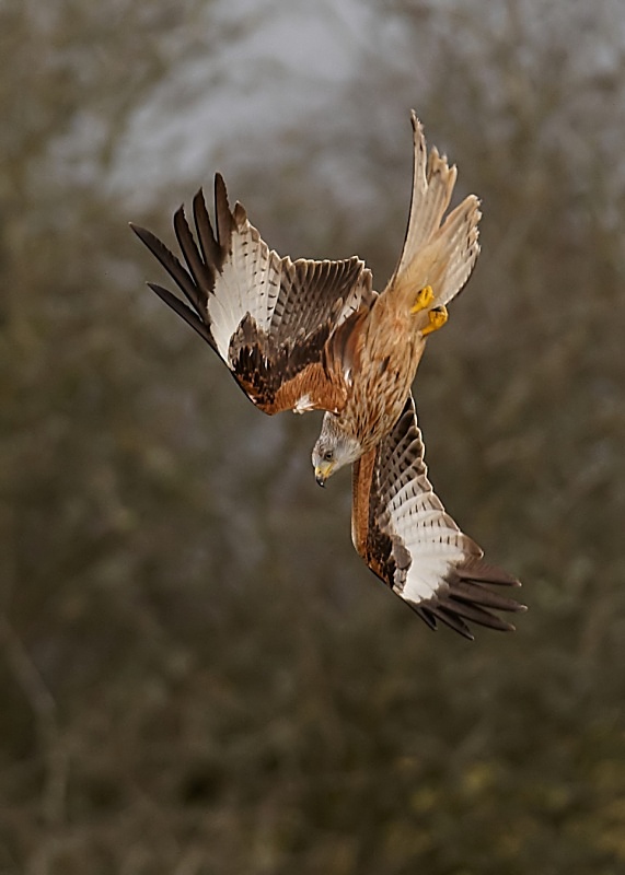 21 - Red Kite