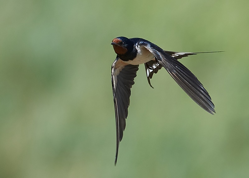 4 - Swallow