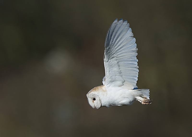 57 - Barn Owl