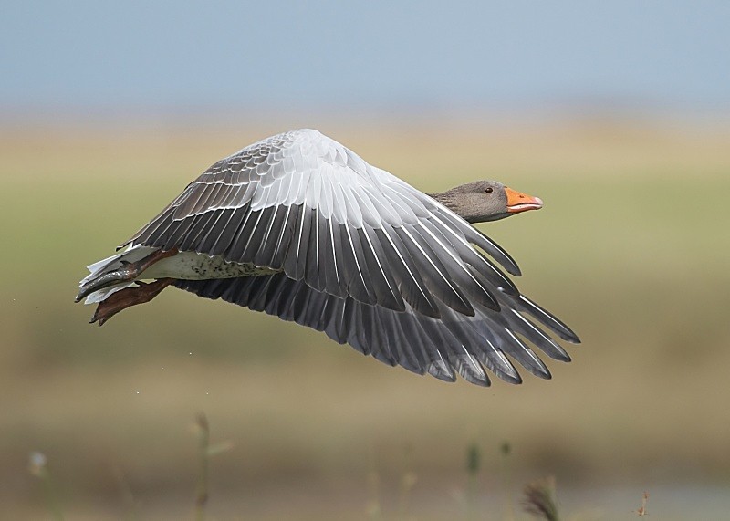 5 - Greylag Goose