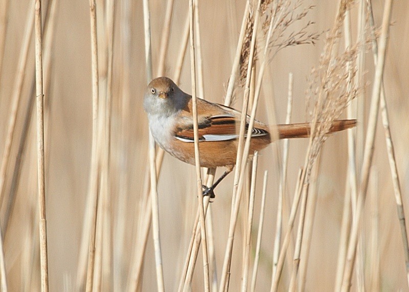 5 - Bearded Tit