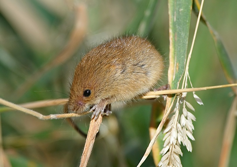 13 - Harvest Mouse