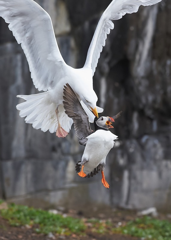 2 - Puffin