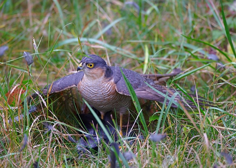 7 - Sparrowhawk