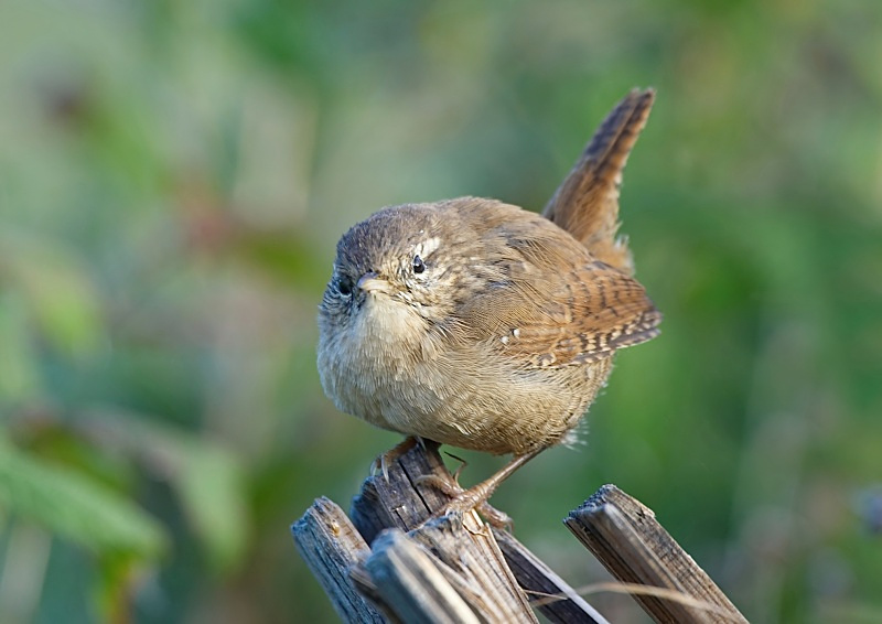 6 - Wren
