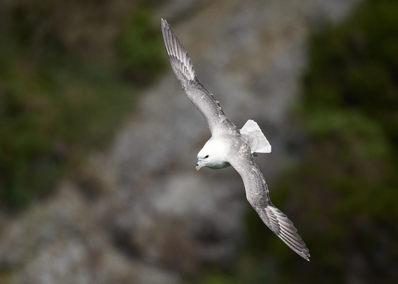 8 - Fulmar