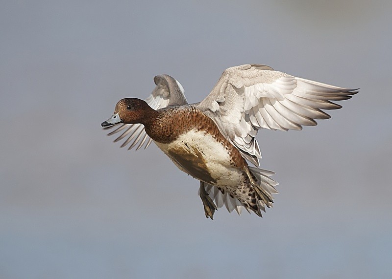 9 - Wigeon