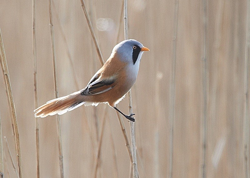 1 - Bearded Tit