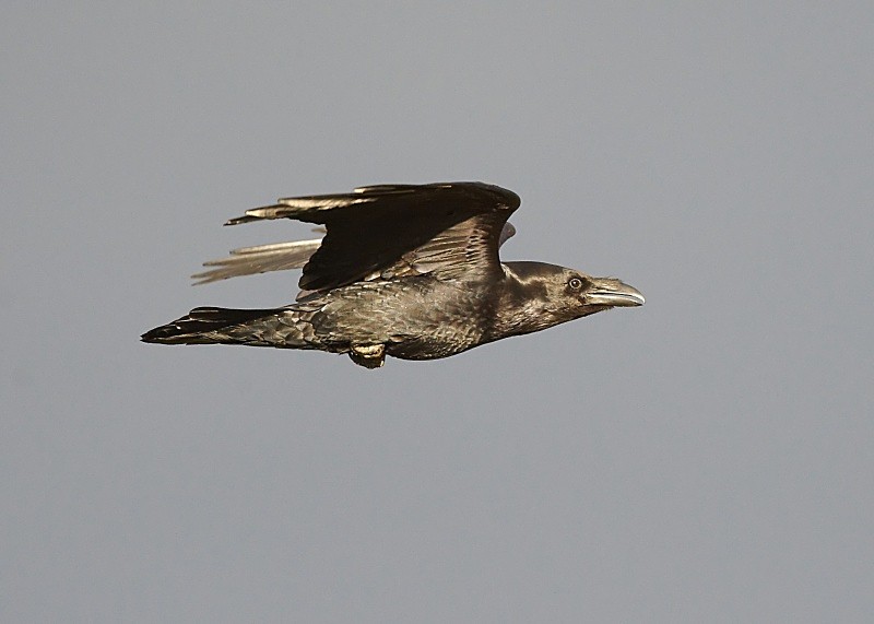 4 - Raven