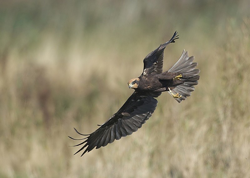 6 - Marsh Harrier