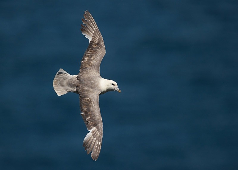 25 - Fulmar