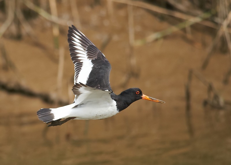 5 - Oystercatcher