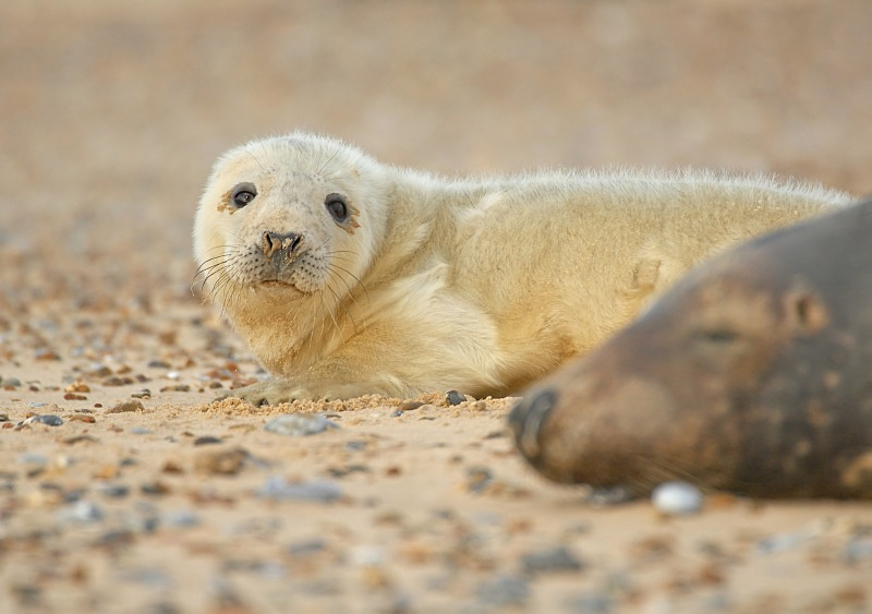 21 - Grey Seal