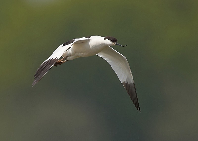 8 - Avocet