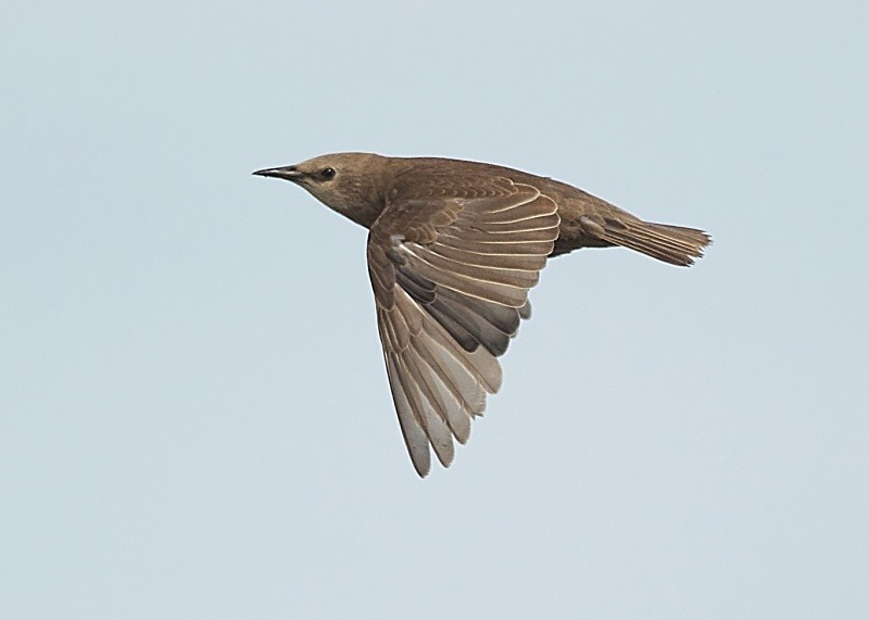 8 - Starling
