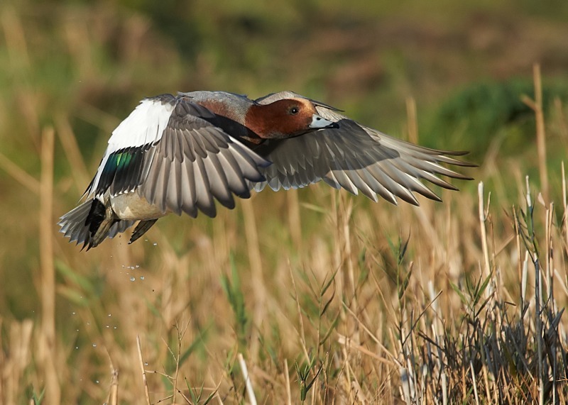 10 - Wigeon