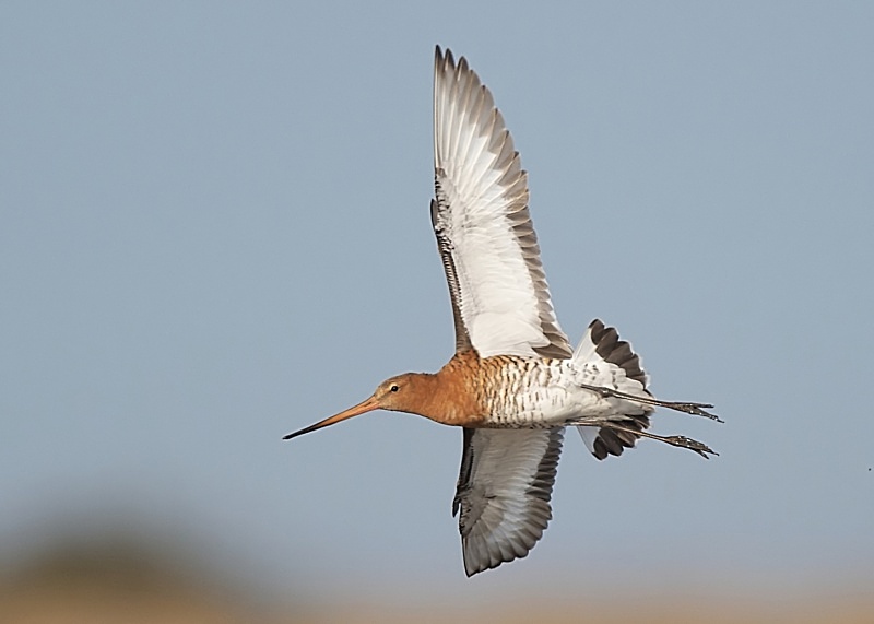 26 - Black-tailed Godwit