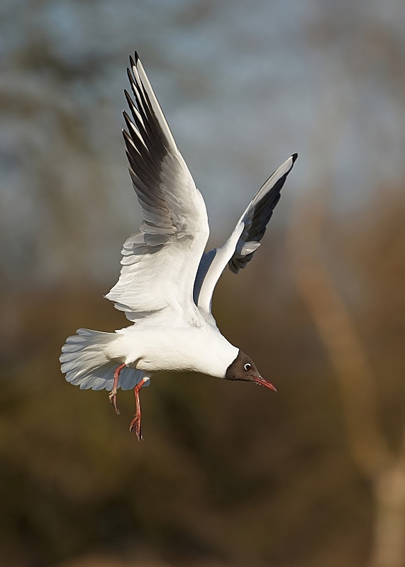 8 - Black-headed Gull