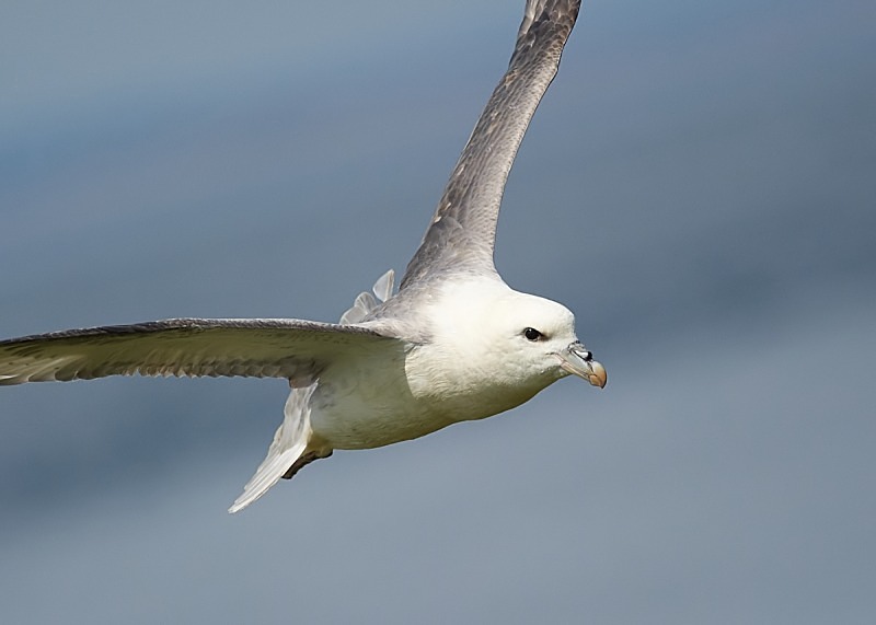 21 - Fulmar