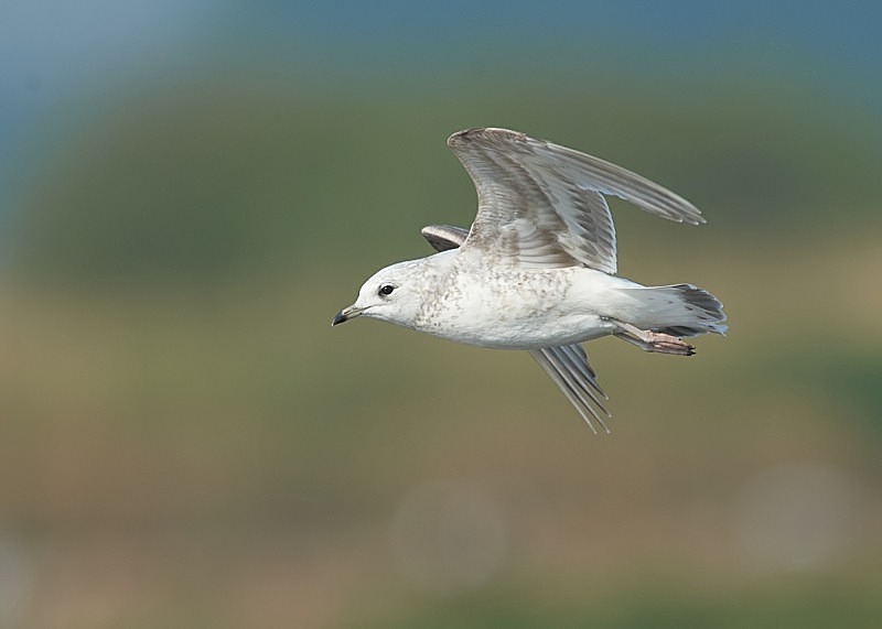 3 - Common Gull
