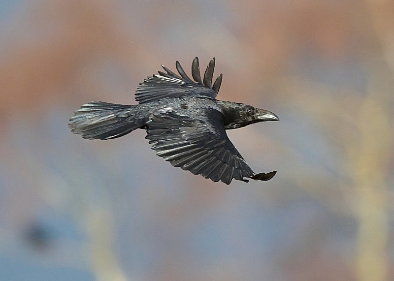 6 - Raven