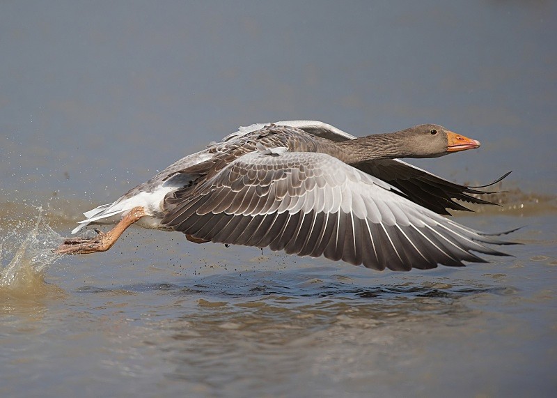 8 - Greylag Goose