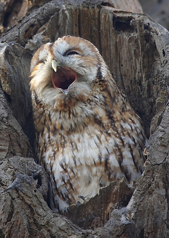5 - Tawny Owl