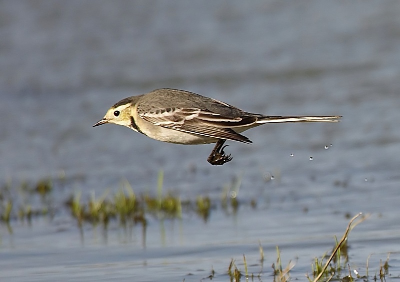 10 - Pied Wagtail