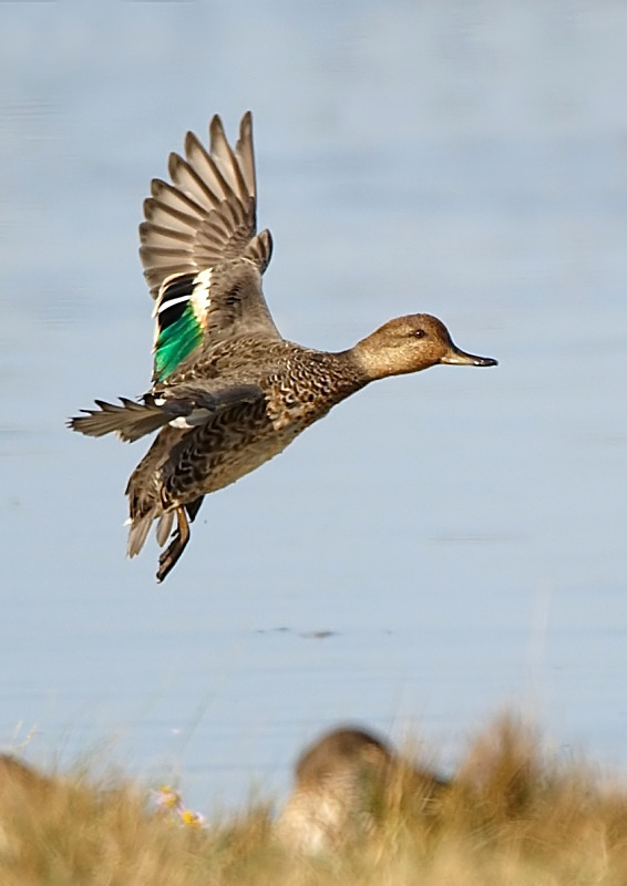 6 - Teal