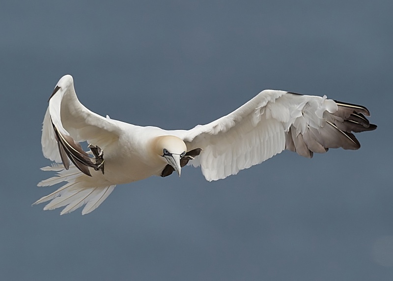 22 - Gannet