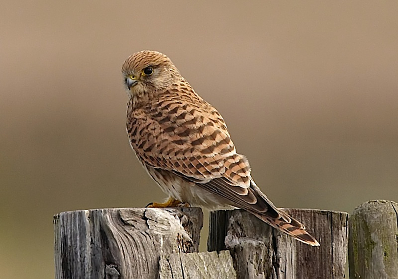 69 - Kestrel