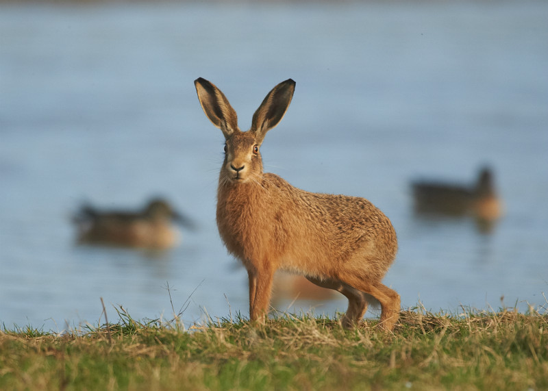 1 - Brown Hare
