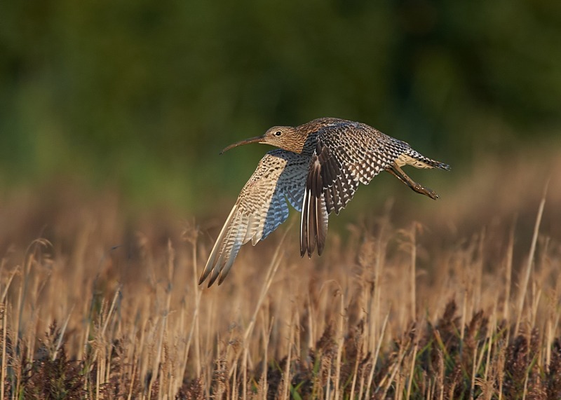 1 - Curlew