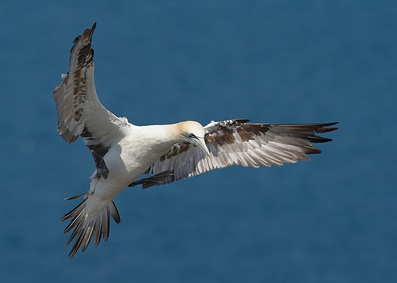 9 - Gannet