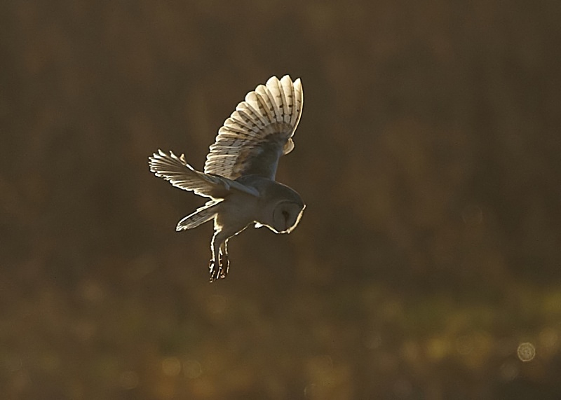 42 - Barn Owl
