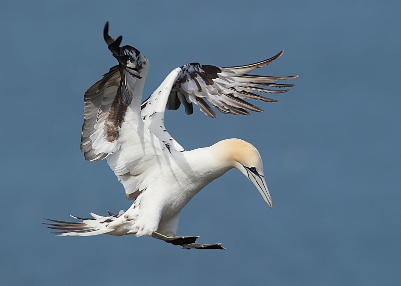 17 - Gannet