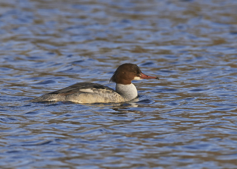 4 - Goosander