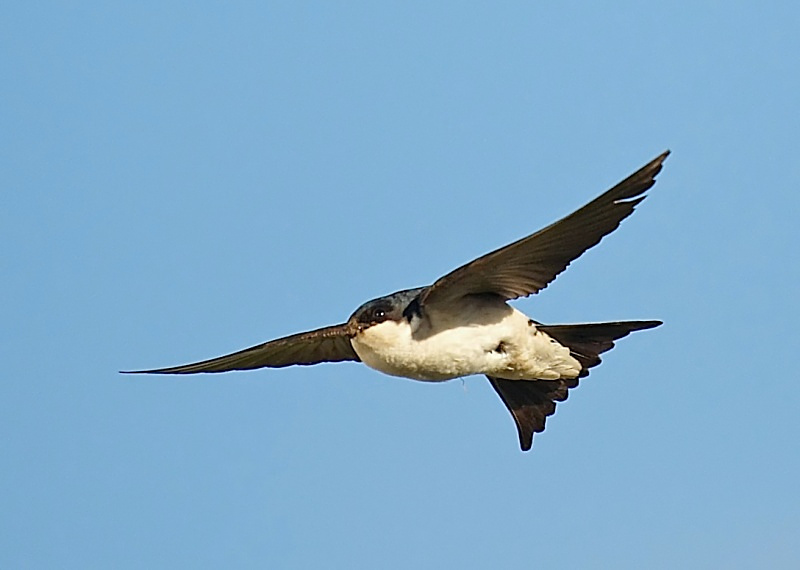 1 - House Martin