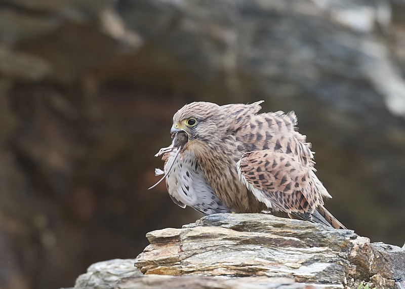 32 - Kestrel