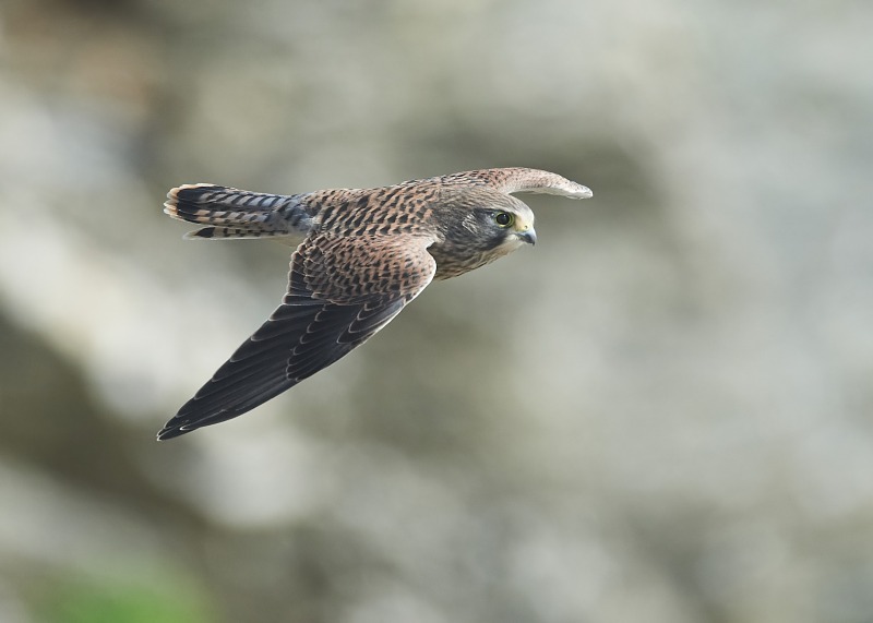 39 - Kestrel