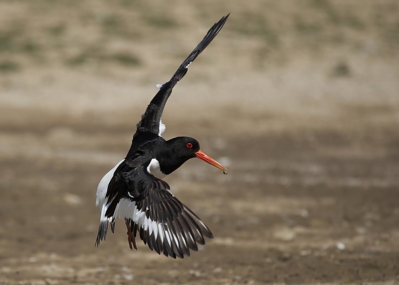 18 - Oystercatcher