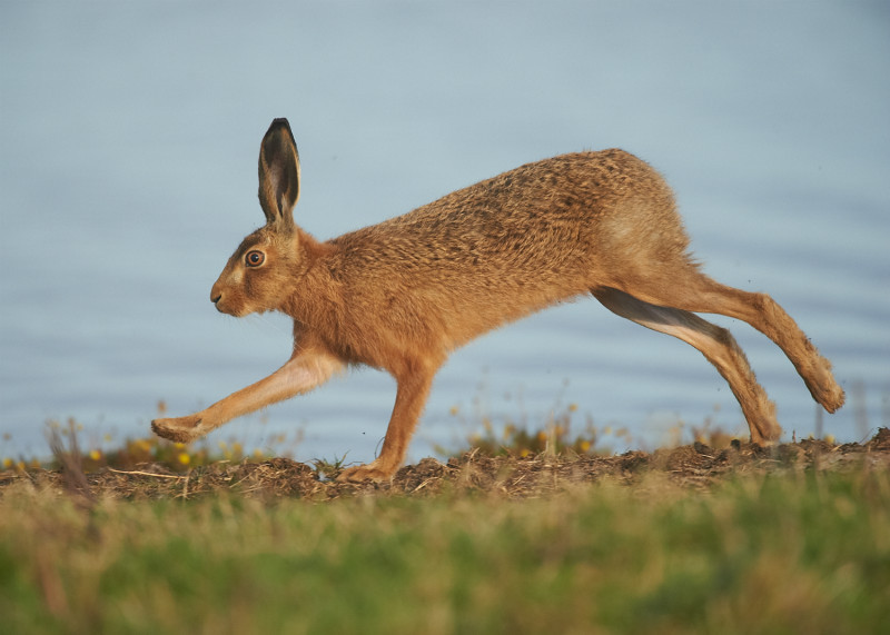 4 - Brown Hare