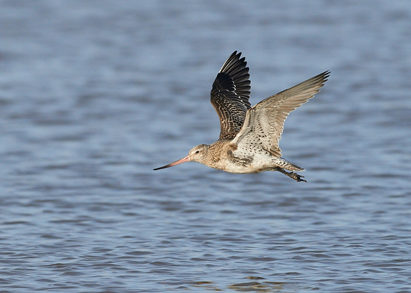 1 - Bar-tailed Godwit