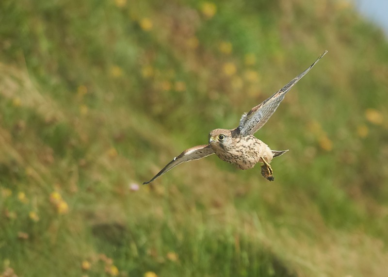 19 - Kestrel